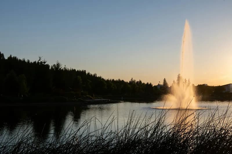 A tall fountain jet catching low golden light on a calm lake, framed by dark silhouetted evergreens and reeds at sunset.