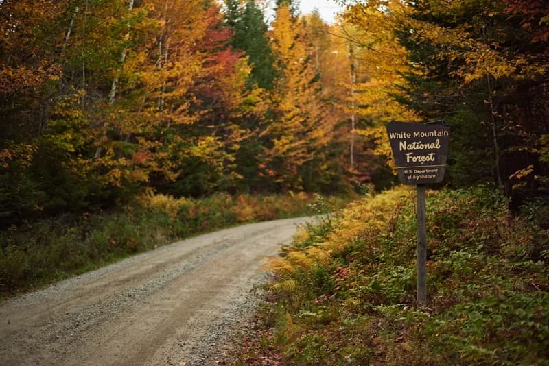A gravel forest road curving past a White Mountain National Forest sign, hemmed in by maples and birches at peak autumn colour.