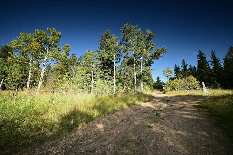 A dirt track climbing through a stand of aspens and dark conifers under a deep blue sky.