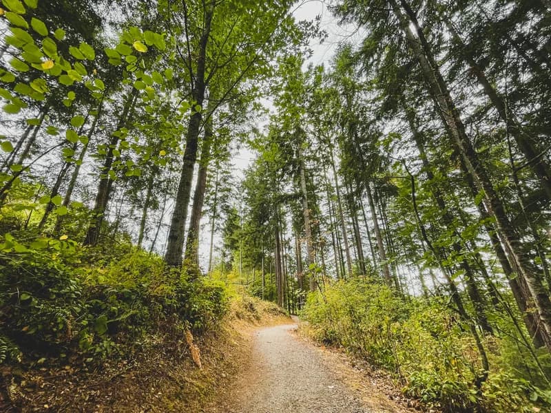 A narrow gravel footpath winding uphill through tall, straight conifers and green undergrowth.